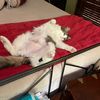 ihaveacatnamedlov