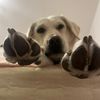 Sadie
