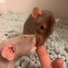 Squeak Society 🐭 | RatTok