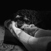 PubPet.Shop