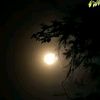 meshal_20155