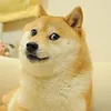 doge1000