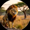 shabba94902