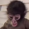chopped.monke