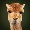lifeofcamel