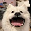 luckypuppy06