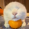 PetFailsDaily