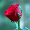 ghilam.mhurtaza