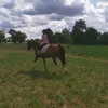 just.a.horse.girl57