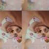 sipendek277