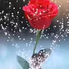 laila.hamouta4