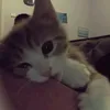 lilkginj_78