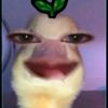 cxycafyfynn