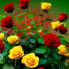 mohammad.sharif636