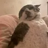 мотя