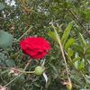 ror6589e