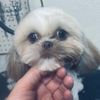 poochiskurt1