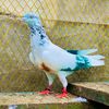 haider.bajwa7862