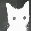 randomcat72