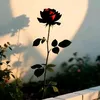 hayakhan02994