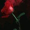 warda.musleh