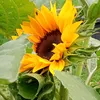 tournesol2180