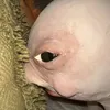 luluizinha_vih
