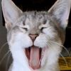 laughingisfree7