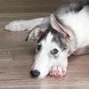 reishi_the_borzoi_puppy
