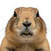 prairiedogasmr