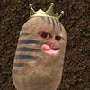 aull_529