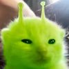 alien.cat116