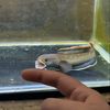 okynn_aquatic