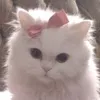 dumpiee33_