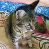 lilis.suryani9310