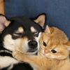 Happy Pets Home