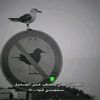saiakahmed5