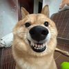 Dog king
