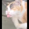 meowzex2