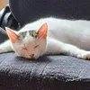 lealegoplyko
