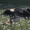 springeblossom
