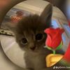 rober_cm89