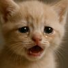 cat_video13