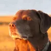 mrcheldobrek