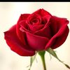 user7818141657370