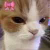kogaaarasw