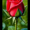 rehmatkhan8049gmail.com5