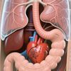 3D Anatomy