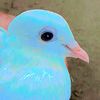 samar.neazi