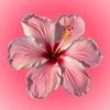 machaa_3480